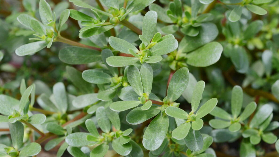 Purslane plants portulaca oleracea vegetable common garden weed, nutritious veggie