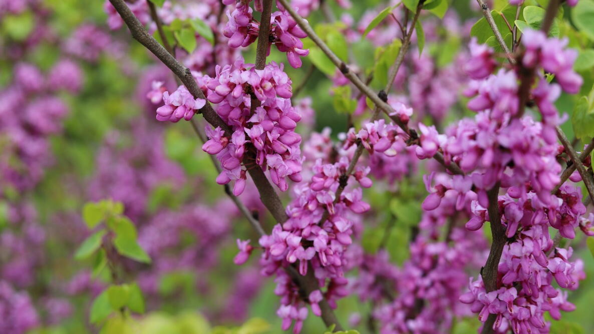 Cercis canadensis. Eastern Redbud.