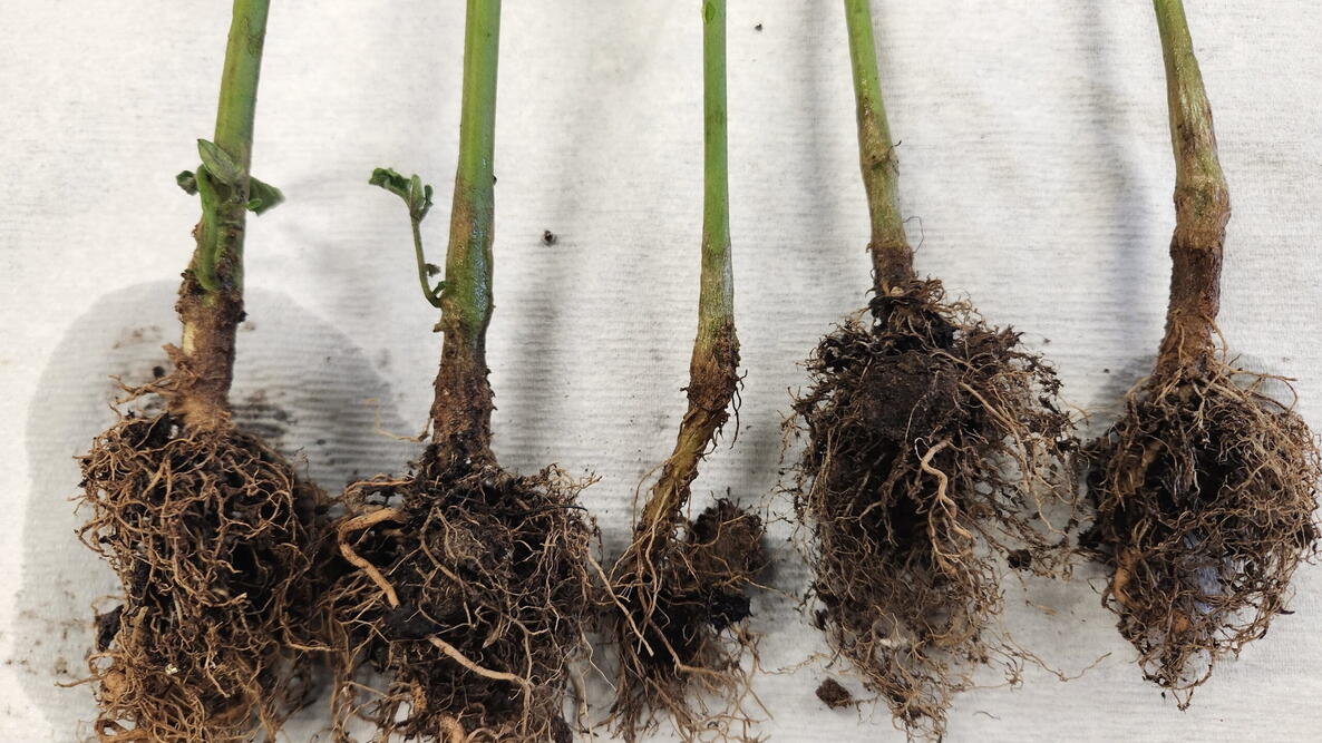 Tomato roots showing dark, damaged growth caused by root rot
