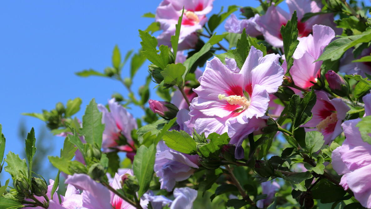 Pink Rose of Sharon (Syrian ketmia) flowers with blue sky background closeup.