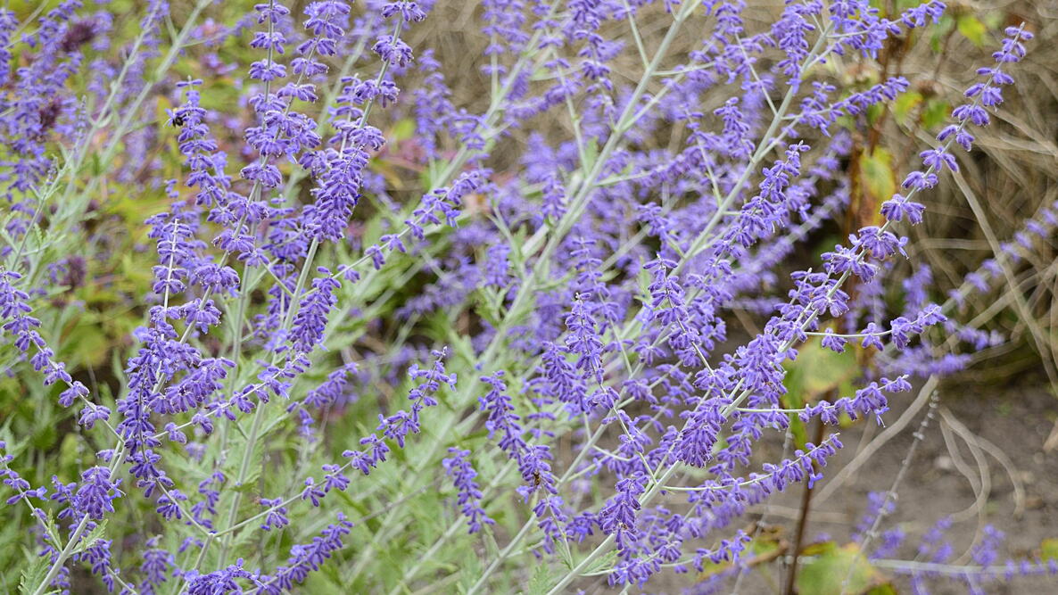 purple russian sage flowers