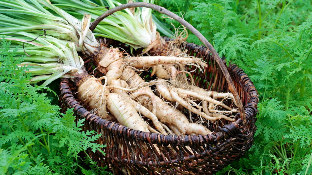 Salsify
