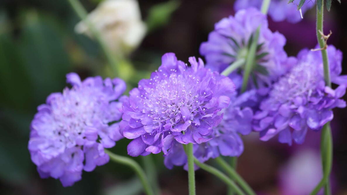 Scabiosa 'Butterfly Blue' (Pincushion Flower) in Garden