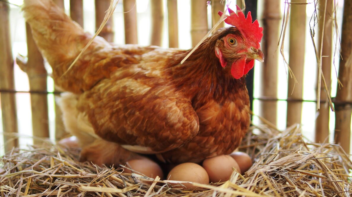 Chicken sitting on eggs in a straw nest