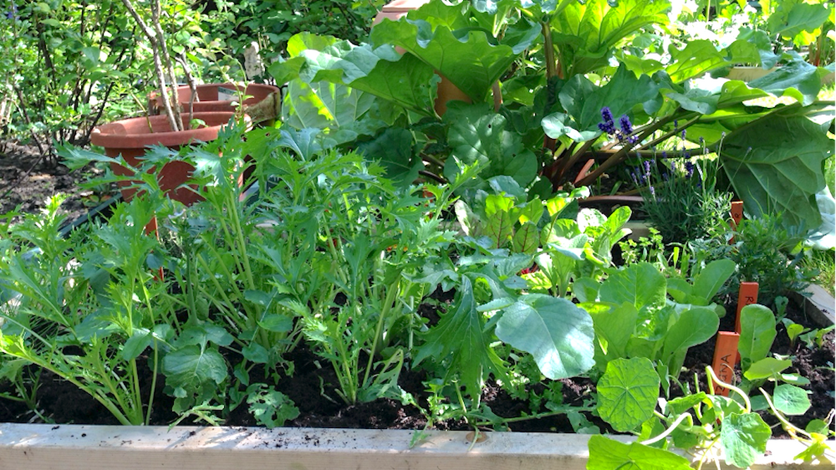 Vegetable Shade Bed