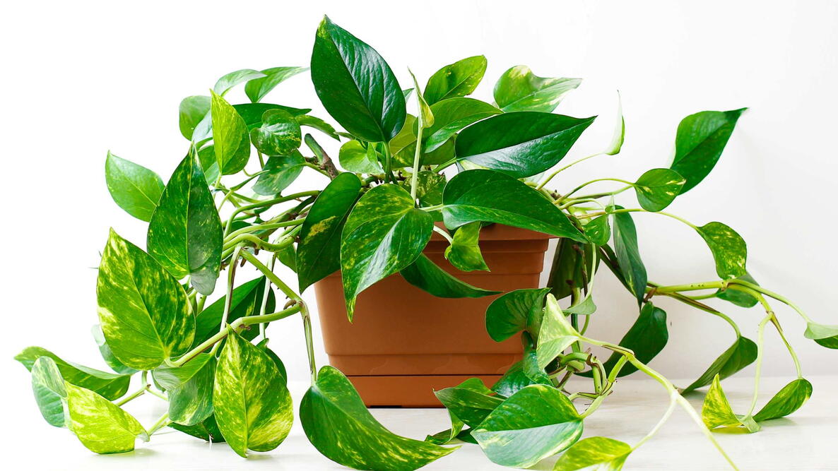 Golden pothos or Epipremnum aureum on white table in the living