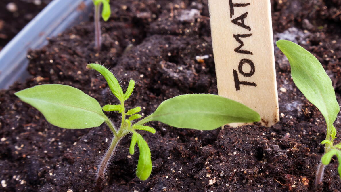 Tomato seedlings in front of a labeled stick marker