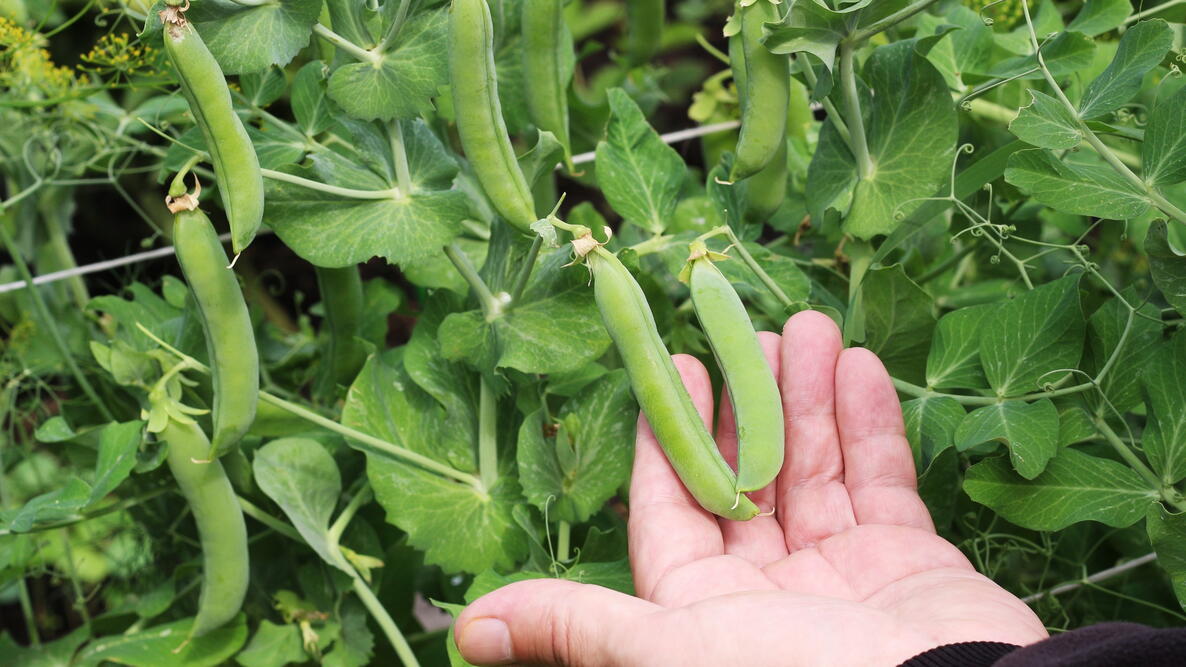 A hand touches an edamame plant