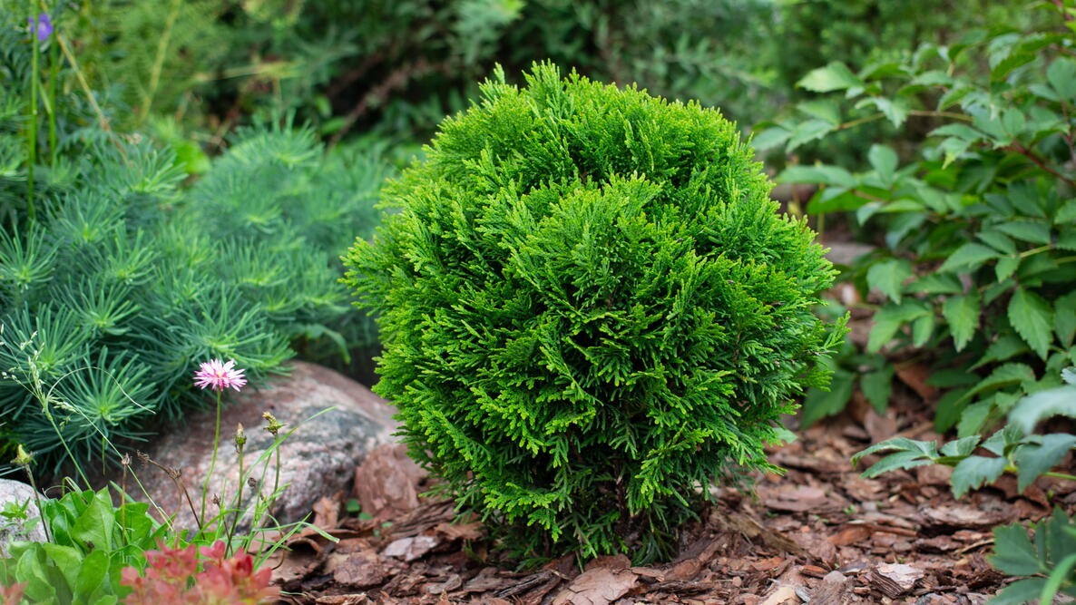 Dwarf Evergreen 