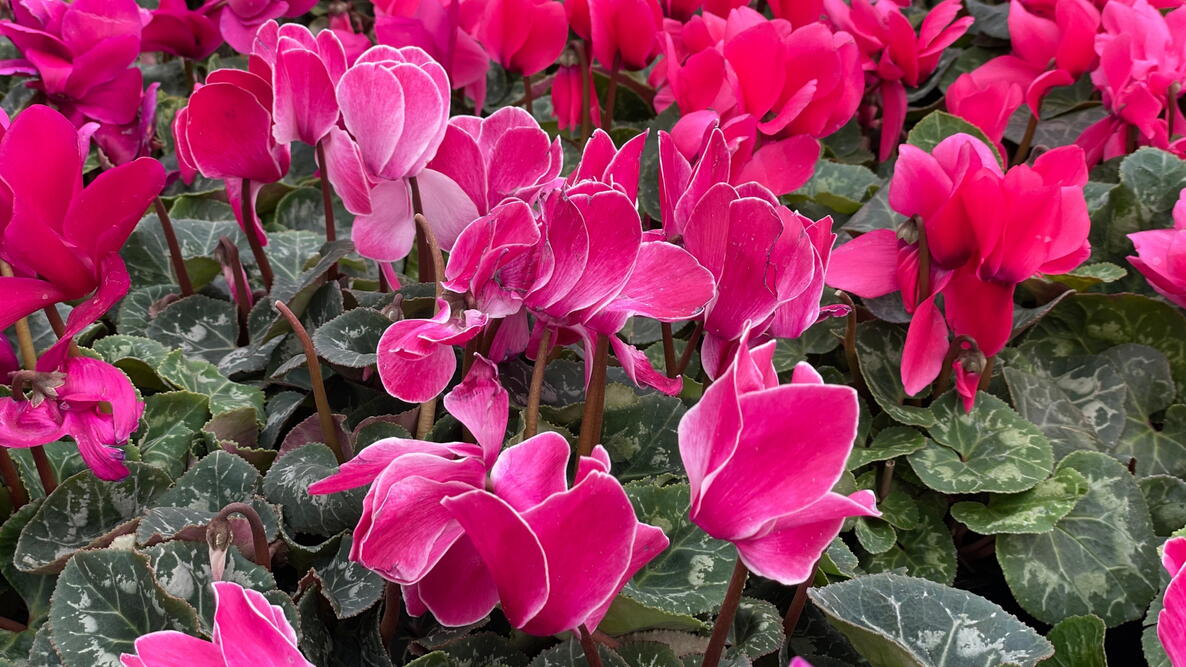 Cyclamen plant with pink flowers and dark green leaves   