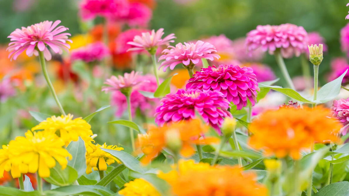 Mixed pink, yellow, and orange zinnia flowers blooming in a sunny summer garden.