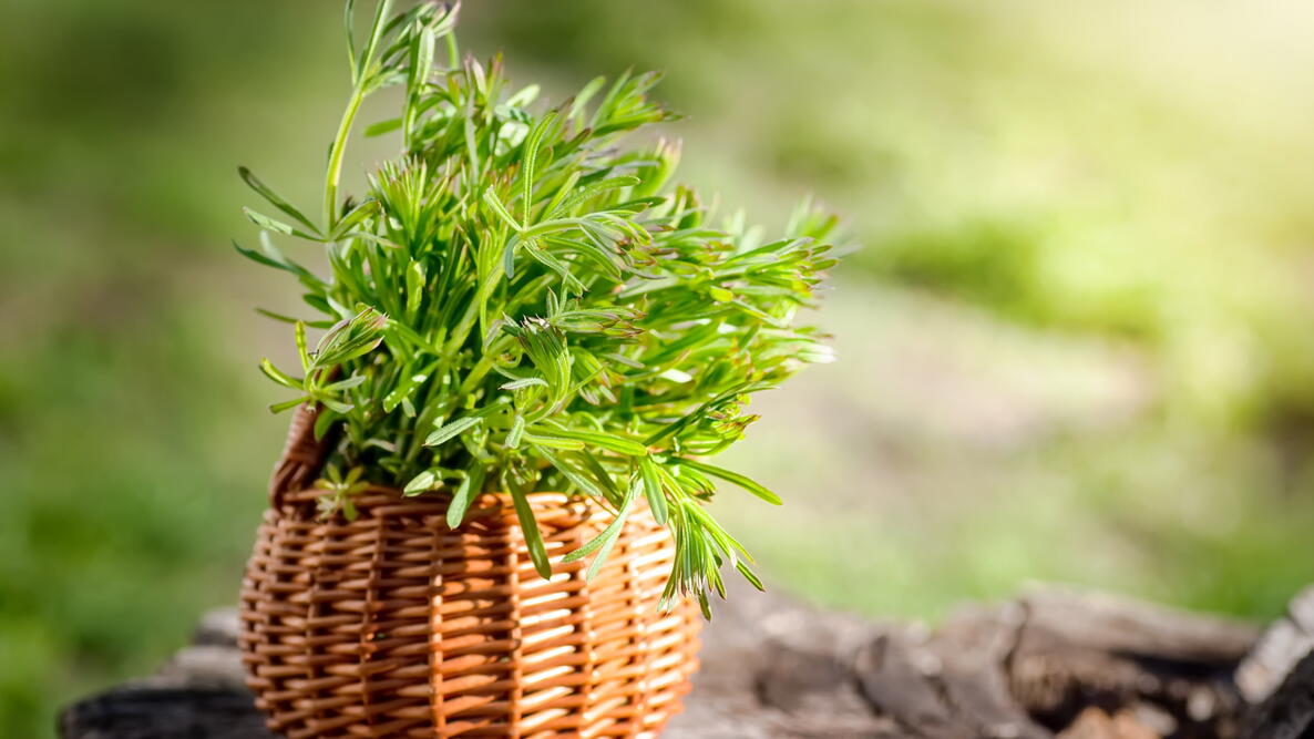 Cleavers herb in a small wicker basket