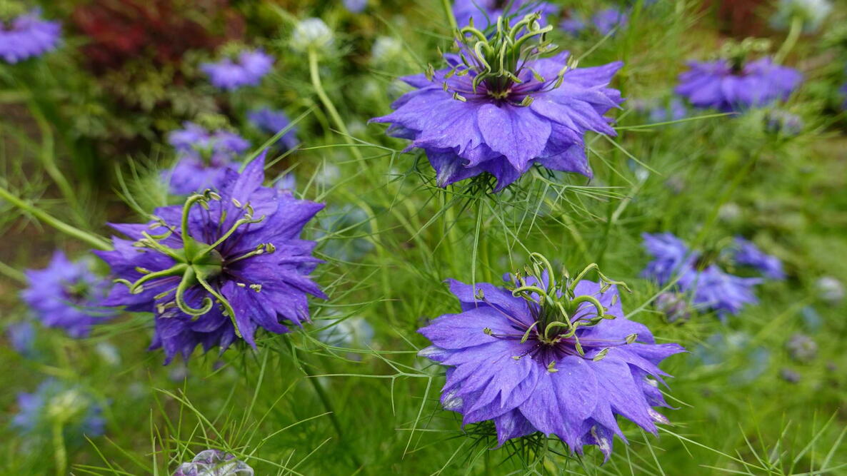 Nigella damascena, love-in-a-mist, or devil in the bush, is an annual garden flowering plant, belonging to the buttercup family Ranunculaceae.