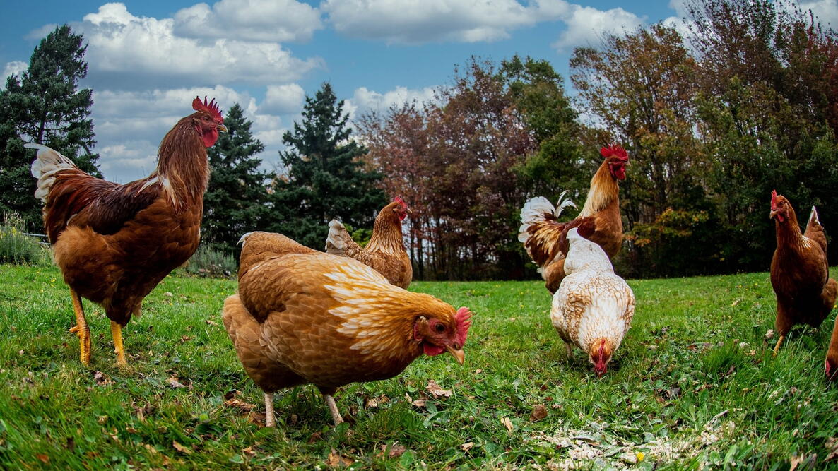 Ground level photograph of free range chickens feeding on grass