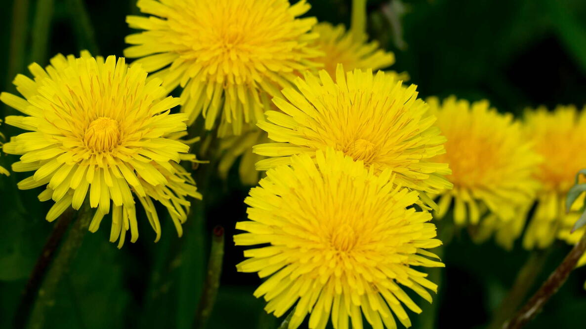 yellow dandelions in the grass flowers