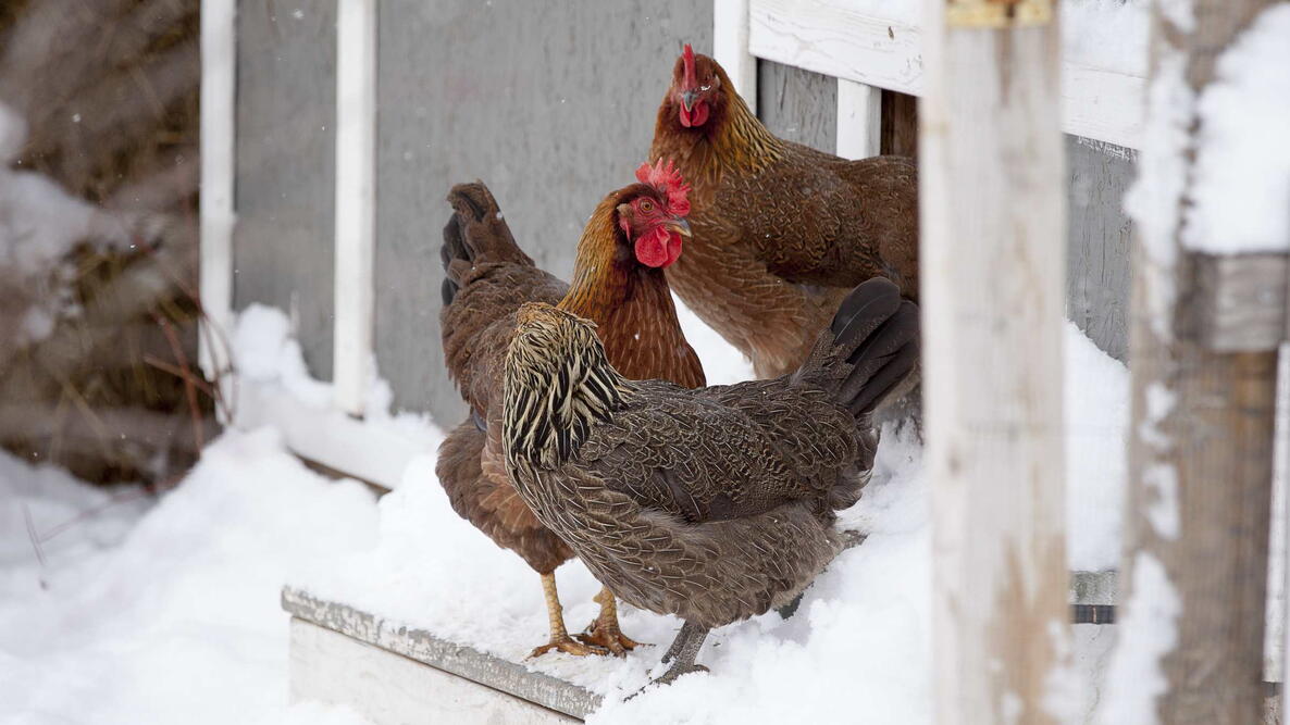 Welsummer chickens stepping out into the first snow of the year. keeping chickens safe in the winter