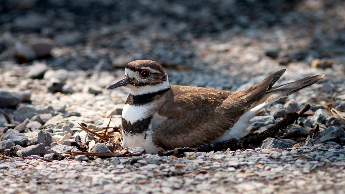 one single adult killdeer bird sitting on a clutch of eggs