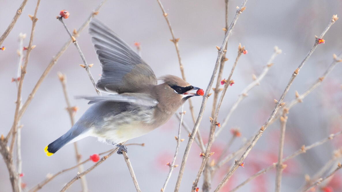 cedar waxwing in Canadian winter