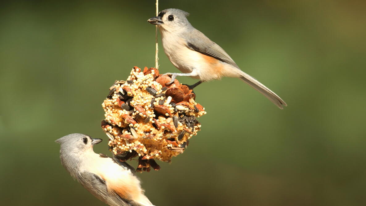 two Tufted Titmouse (baeolophus bicolor)on a suet pine cone. DIY bird feeder