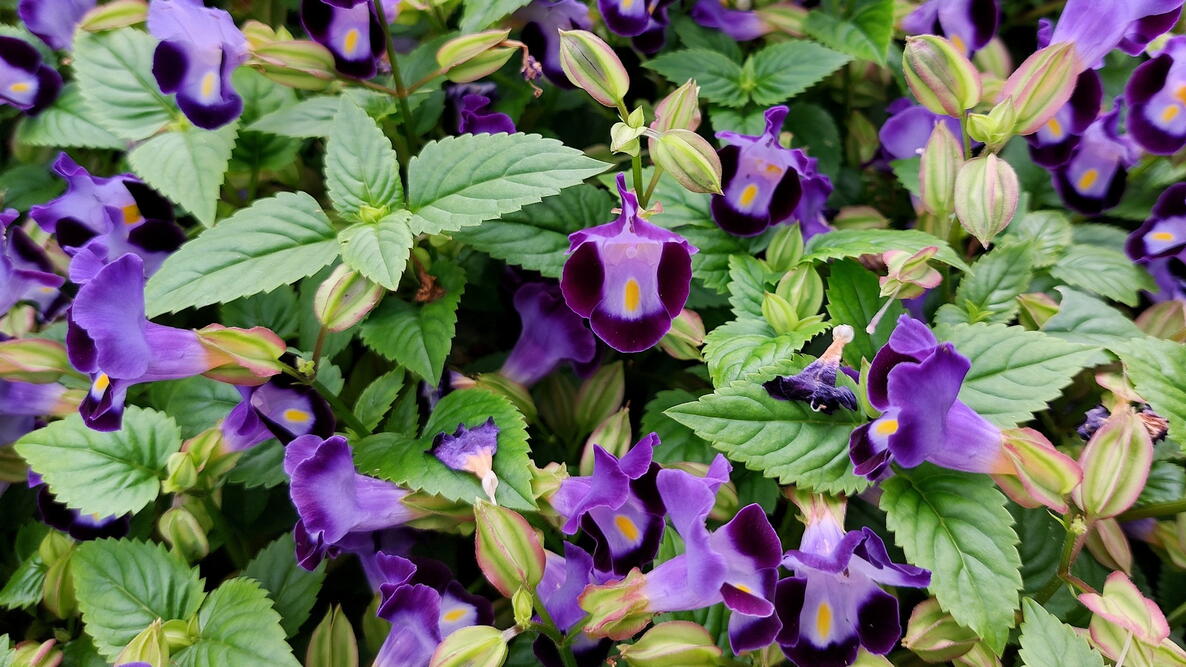 Purple Torenia Fournieri Flowers, the bluewings or wishbone flower, is an annual plant in the Linderniaceae, with blue, white, or pink flowers that have yellow markings.