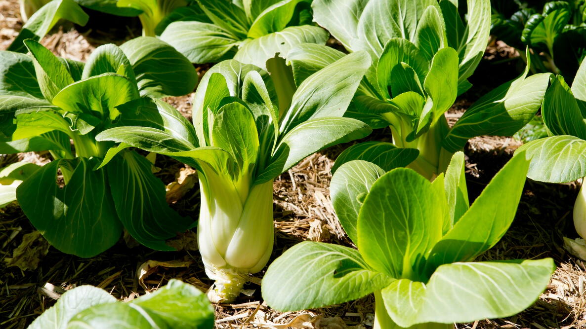 Bok Choy growing in a garden