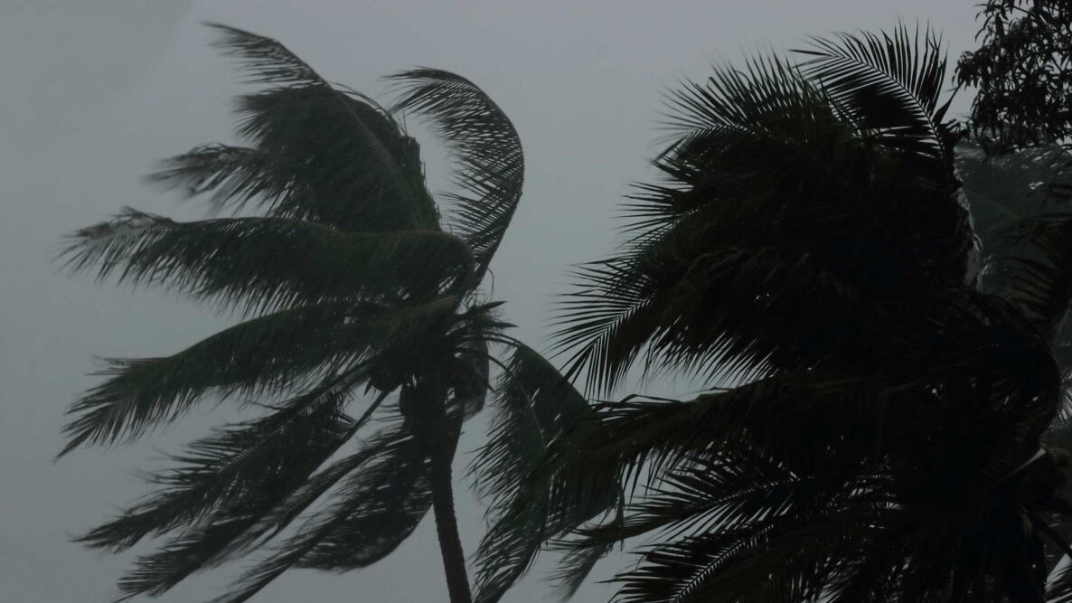 Coconut palms tree during heavy wind or hurricane. Rainy day