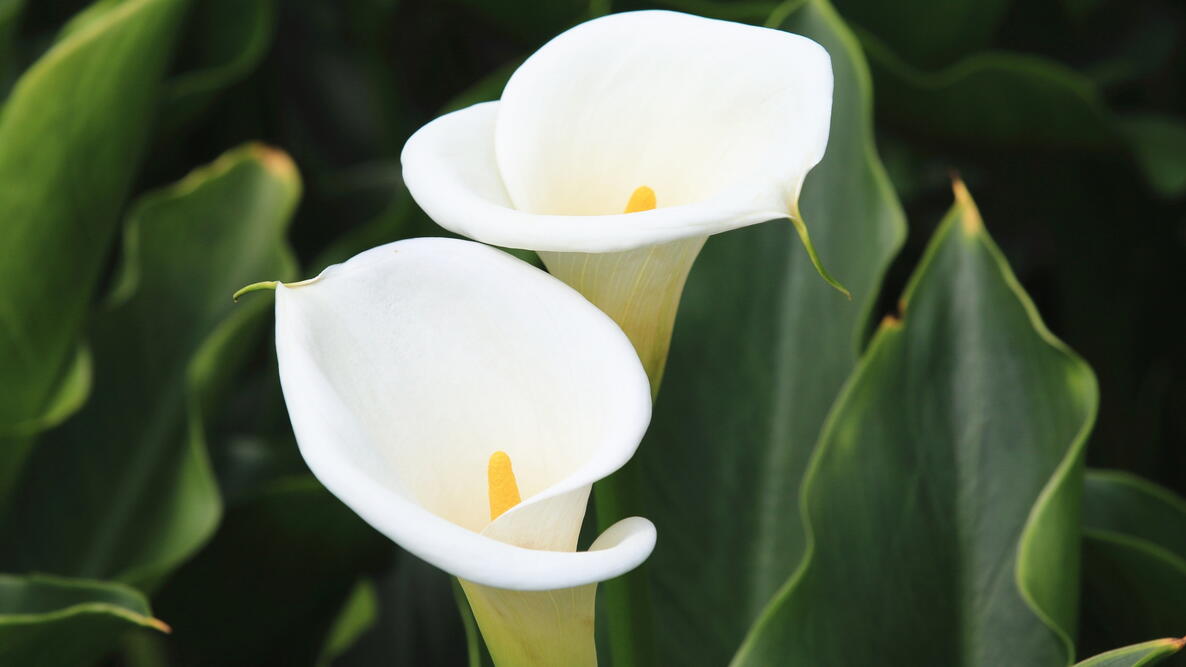Close-up photograph of calla lily white
