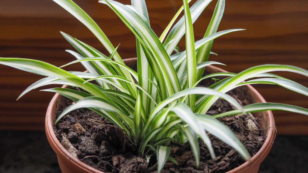 Chlorophytum comosum aka spider plant, airplane plant, St Bernard lily, spider ivy or ribbon plant in a terracotta pot