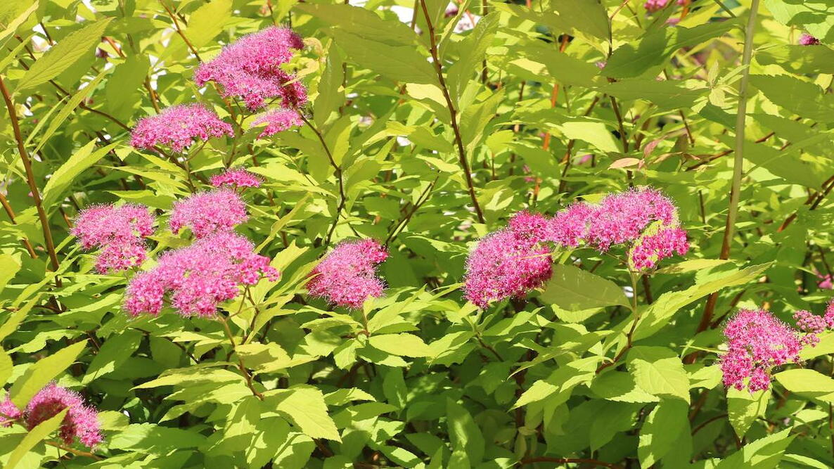 Closeup of a Perennial spirea flower plant bush