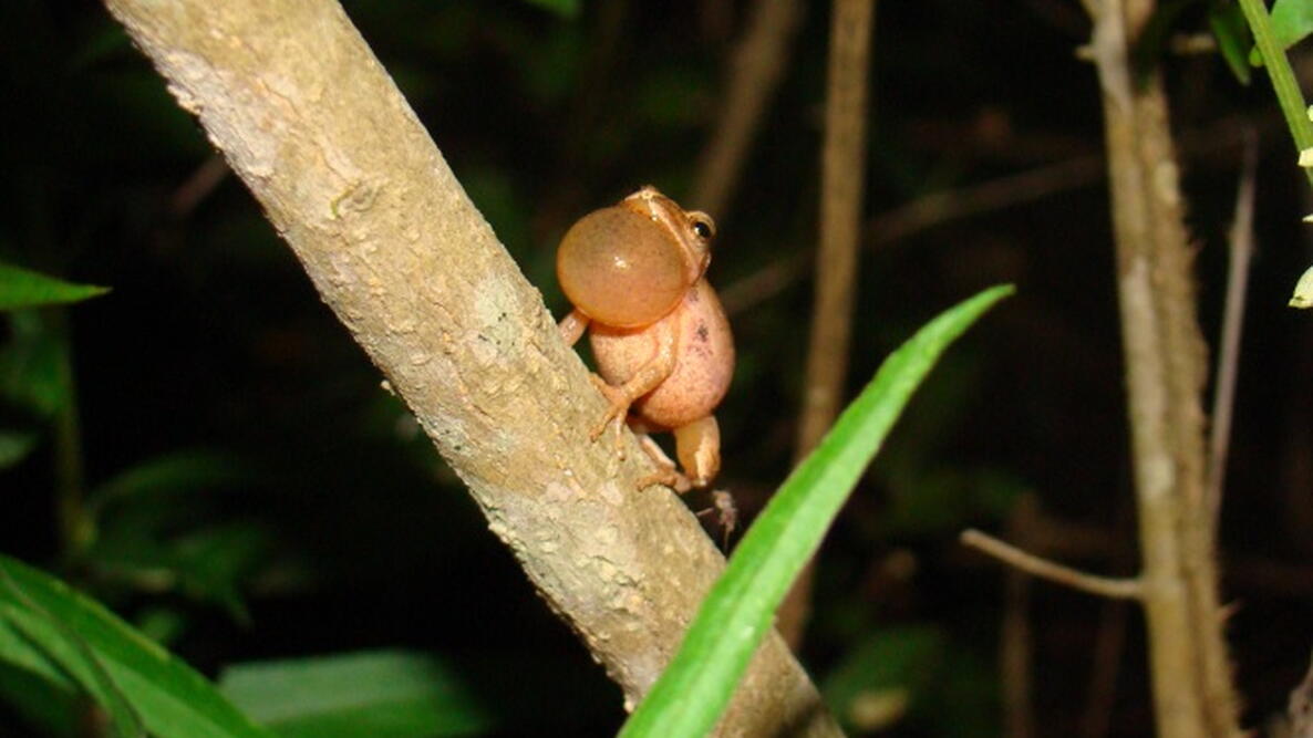 a spring peeper on a branch with throat distended