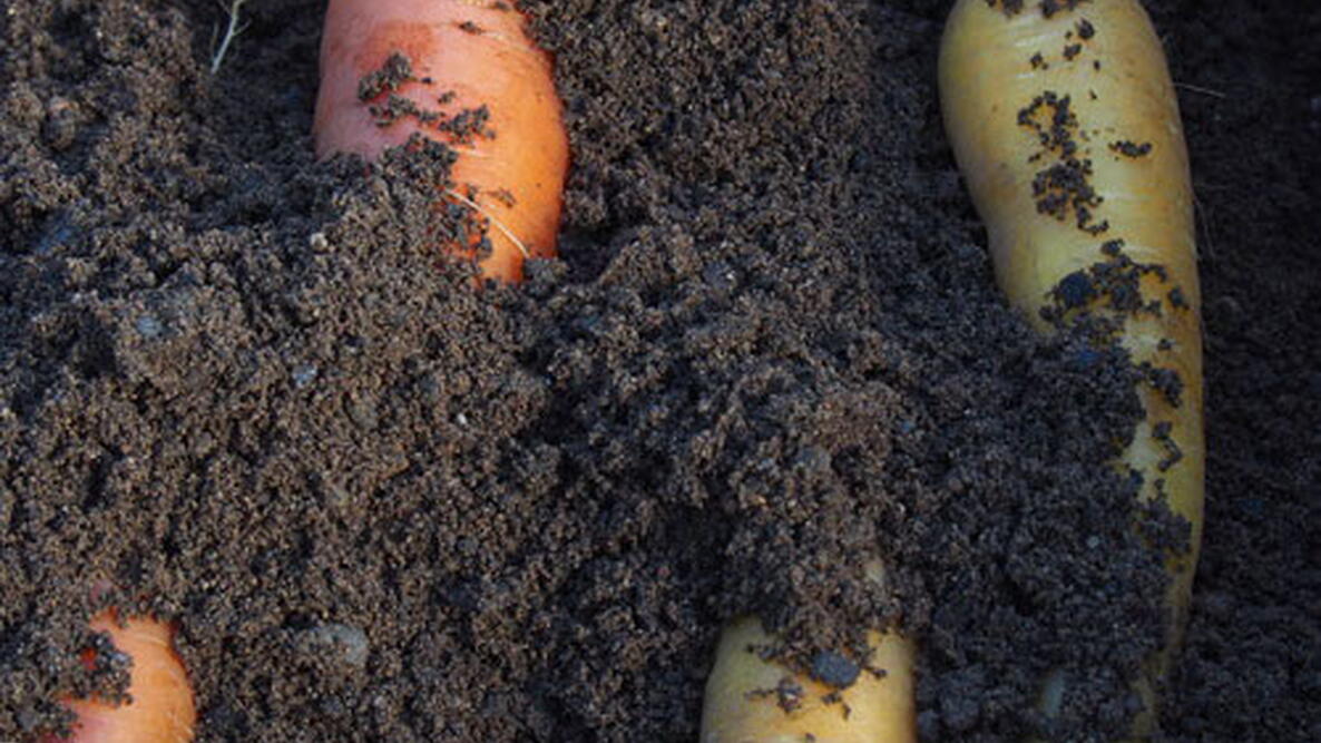 Storing Vegetables Root Cellars The Old Farmer's Almanac