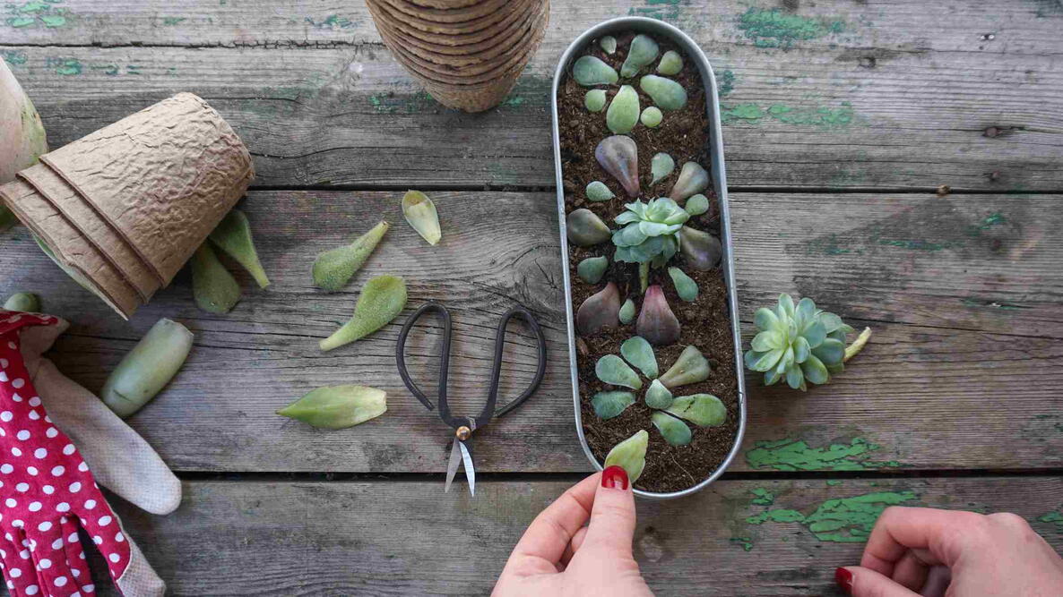 propagating and planting succulent cuttings