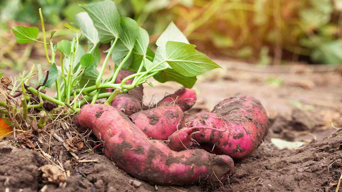 Farmer harvesting sweet potato in the field. Growing sweet potato on a farm.