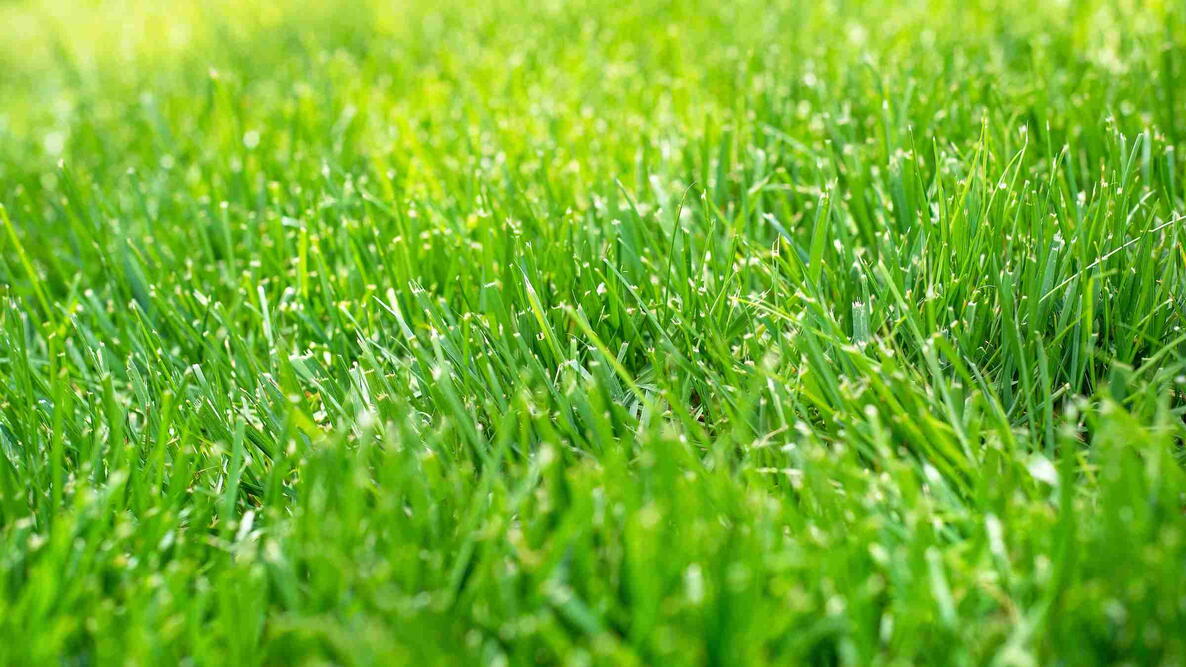 Tall Fescue Grass Lawn in sunshine