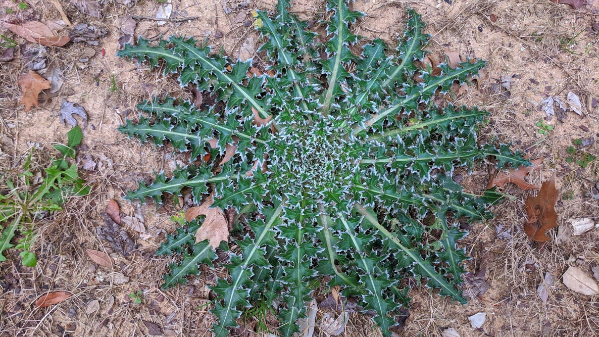thistle