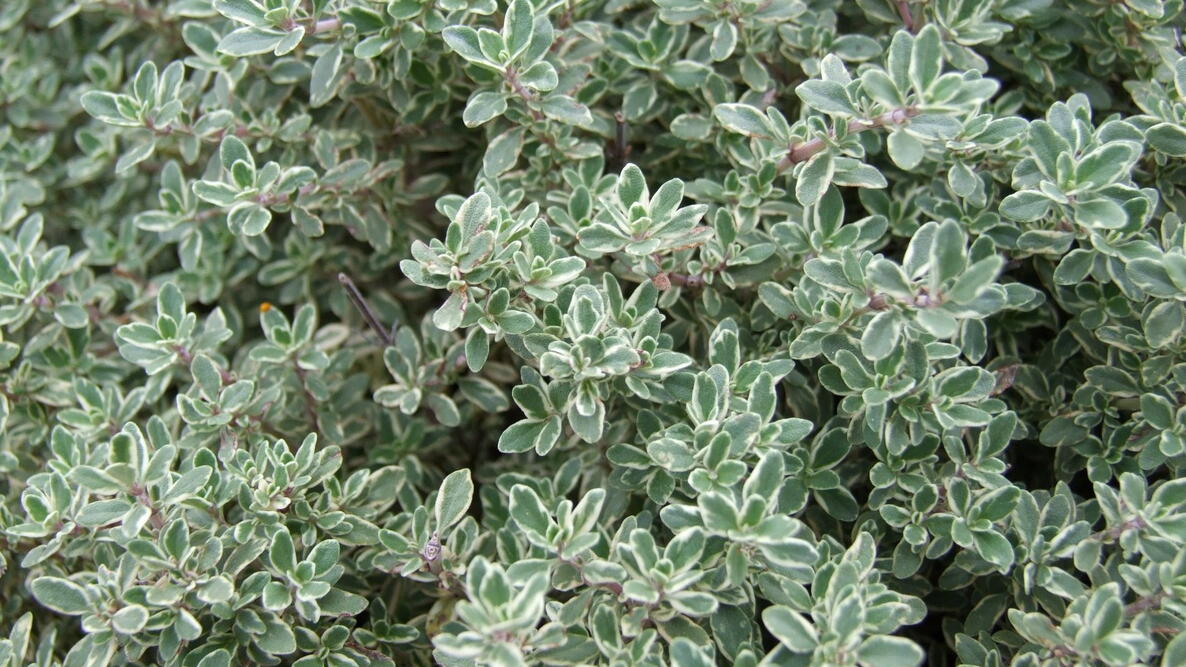 thyme herb growing in the garden 