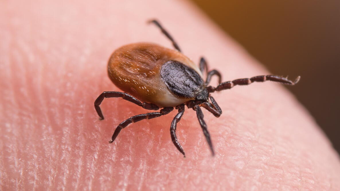 closeup of a tick on someone's finger
