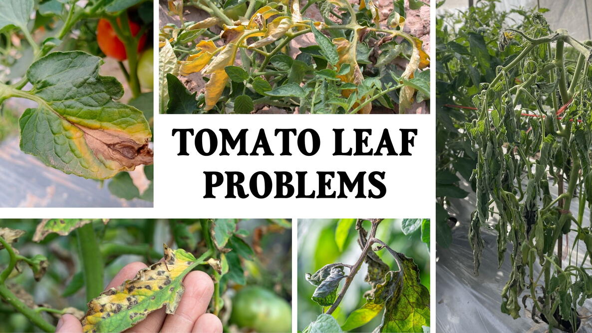 Tomato leaf problems from diseases
