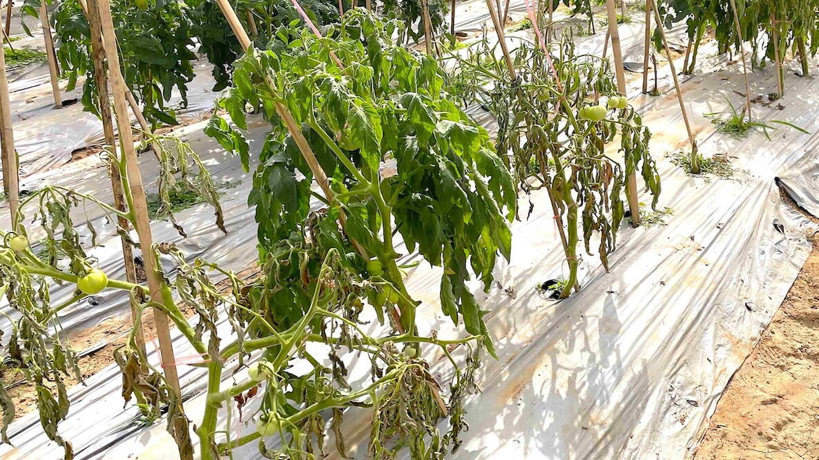 Tomato plant showing sudden wilting caused by bacterial wilt