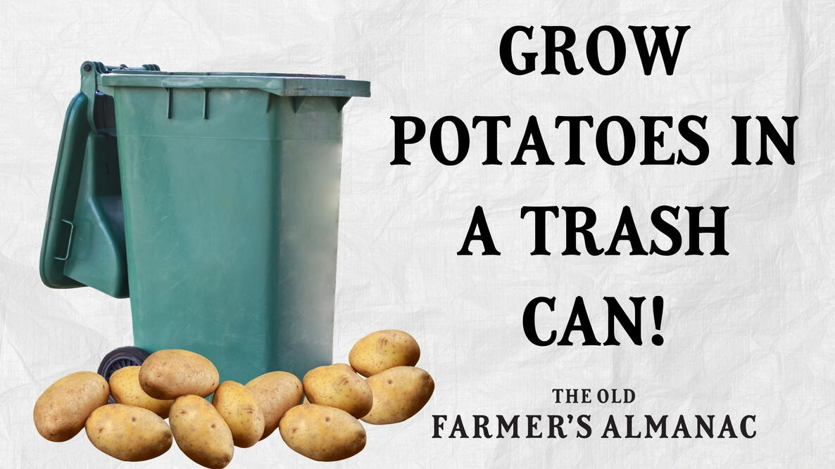 green trash can, potatoes, text: grow potatoes in a trash can