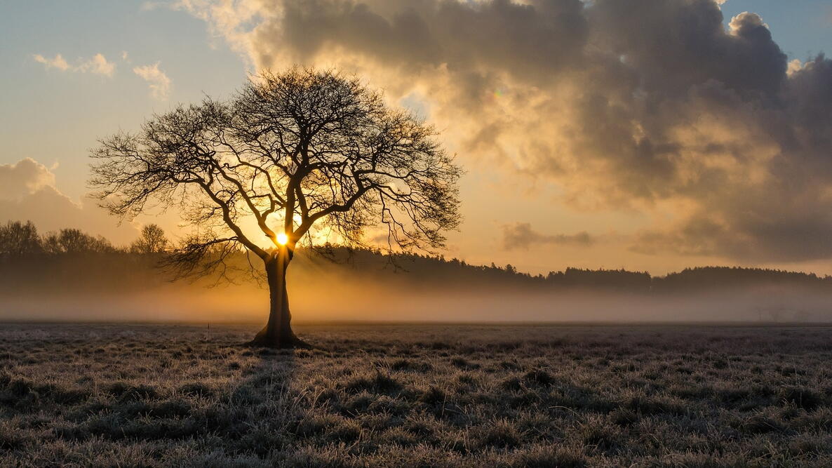 A lone tree in frost at sunrise