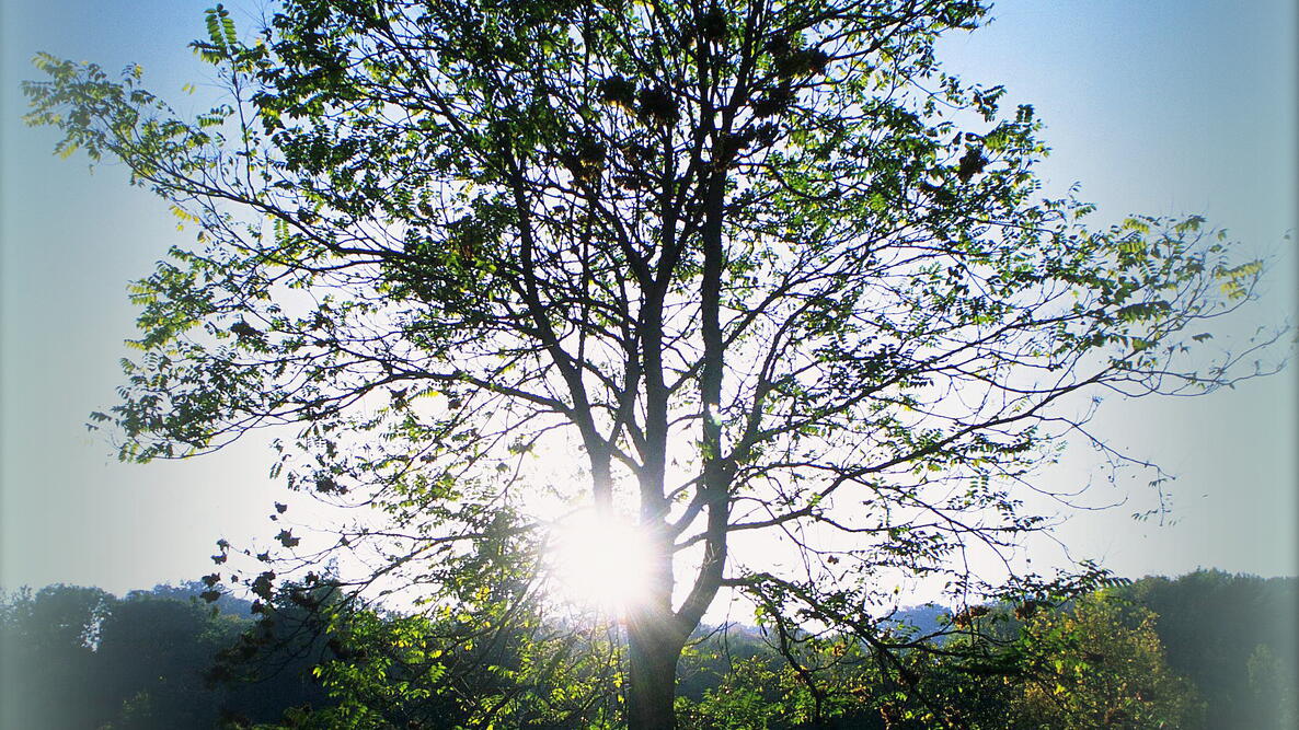 sun shining through the trees, representing zodiac signs for gardeners