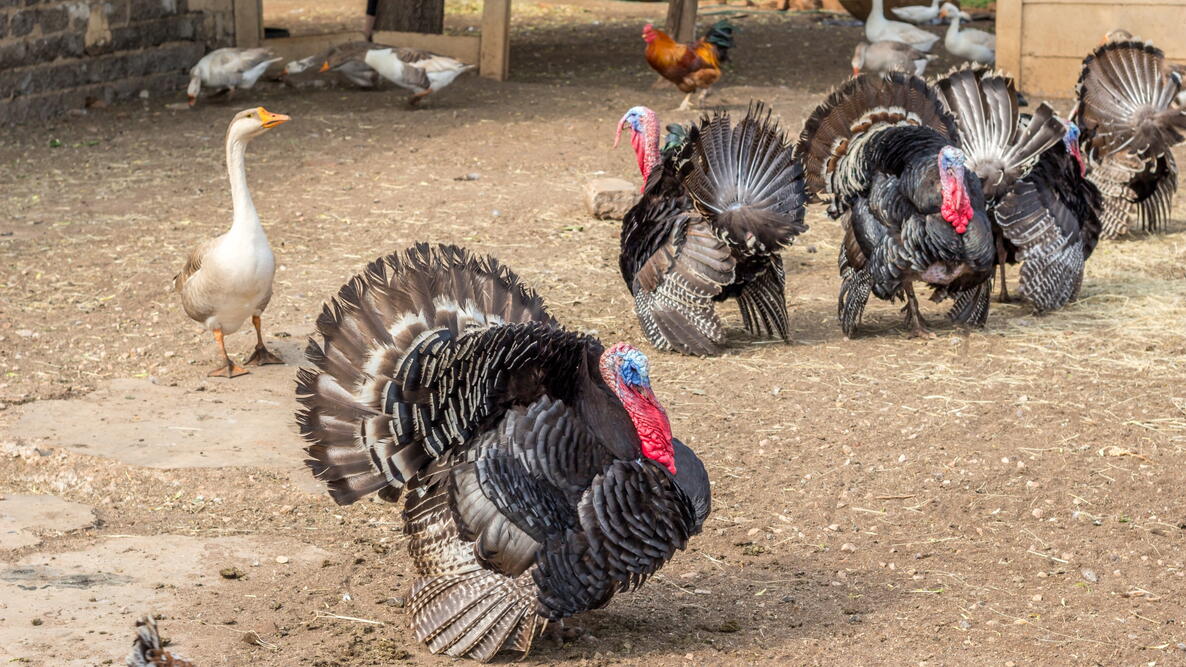 Turkeys on a farmyard