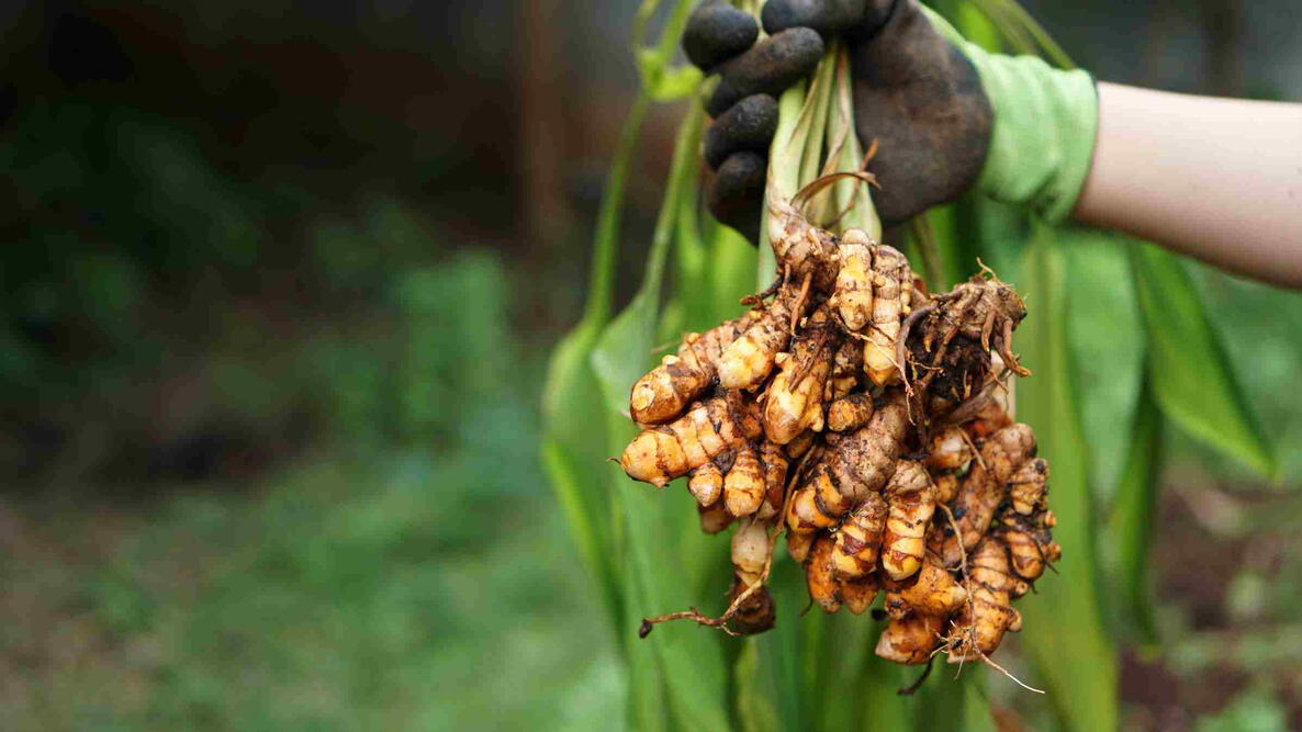 farmer's hand holds a bunch of turmeric that has just been dug and harvested