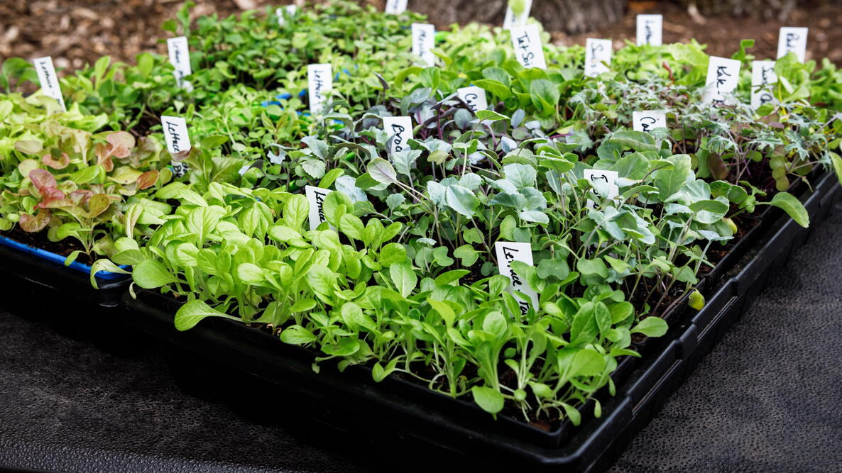 Seedling flats of lettuce, broccoli, cabbage, kale, swiss chard and tat soi