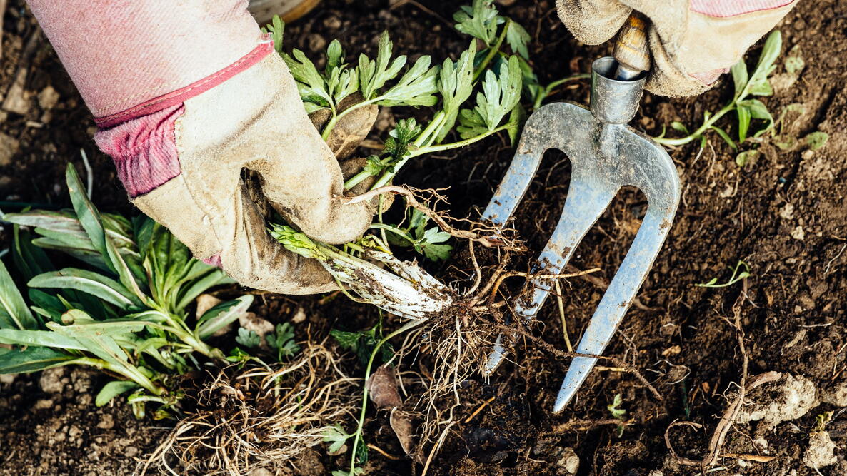 gloved hands weeding a garden 