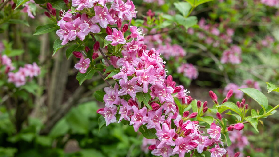 Beautiful pink flowers of weigela florida blooming in the garden.