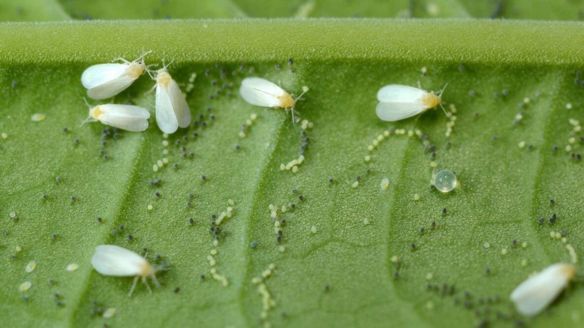 whiteflies and whitefly eggs on a green leaf