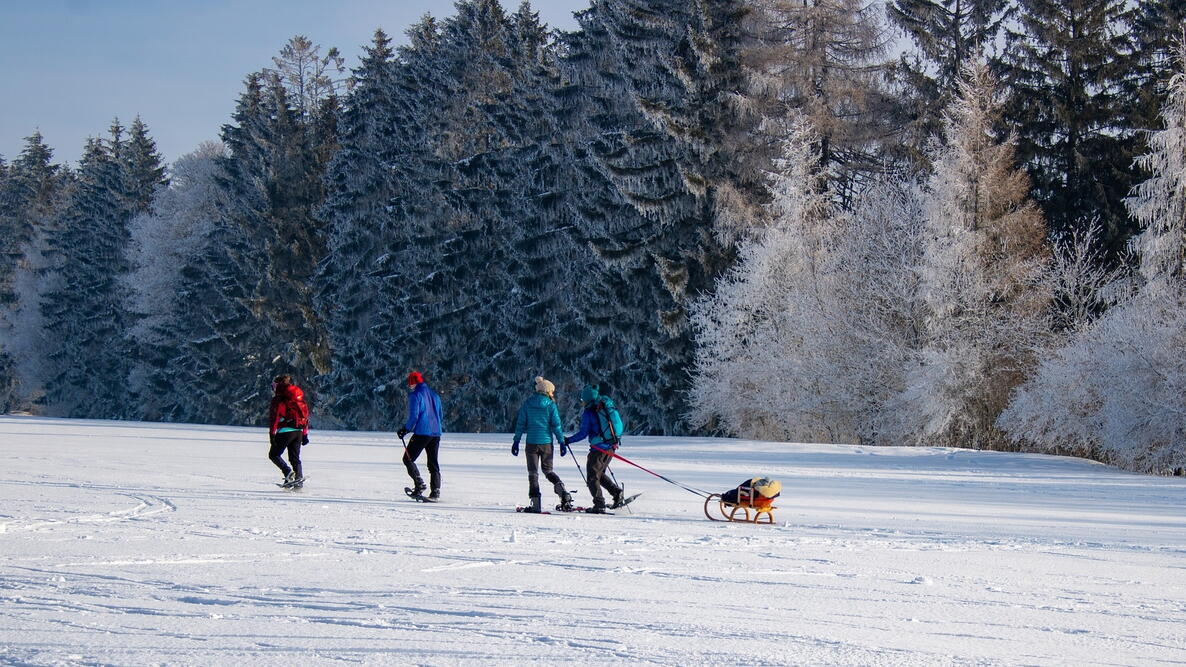 Four people snowshoeing across a field. One is dragging a small sled