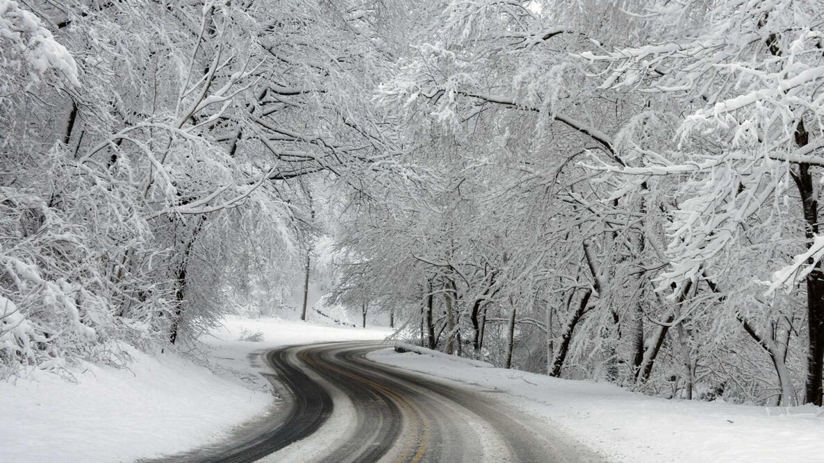 snow covered trees hang over a plowed two lane road, winter sight